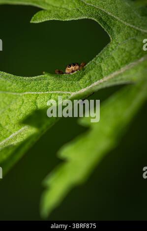 Emerald jumping spider also known as golden jumping spider, Paraphiddipus aurantius, on plant in Central Mexico Stock Photo