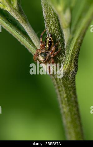 Emerald jumping spider also known as golden jumping spider, Paraphiddipus aurantius, on plant in Central Mexico Stock Photo