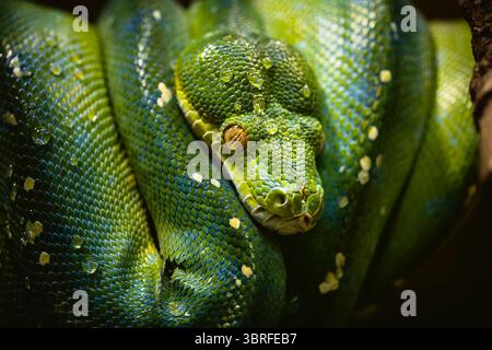 Close-up portrait of a Green Tree Python (Morelia viridis) coiled on a branch covered in water droplets with sharp focus on the Stock Photo