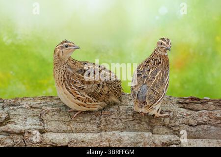 common quail  Coturnix coturnix Stock Photo