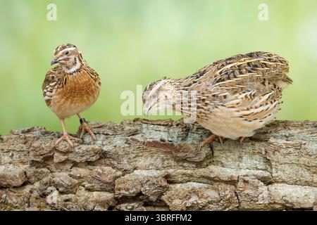 common quail  Coturnix coturnix Stock Photo