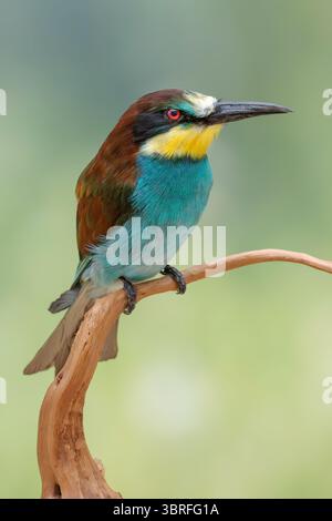 European bee-eater  Merops apiaster taxidermy by Merith Bouma Stock Photo