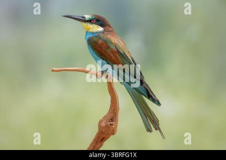 European bee-eater  Merops apiaster taxidermy by Merith Bouma Stock Photo