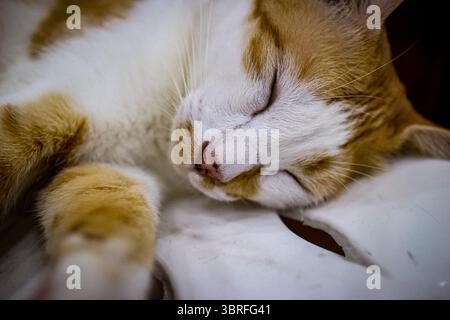Close-up of brown and white cat peacefully sleeping on its side , eyes closed, paw stretched forward. Cozy and calm feline vibe. Stock Photo