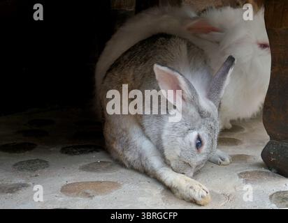 a charming portrait of fluffy brown, white, and grey rabbits resting on a stone ground. These adorable and cute pets are the epitome of softness and c Stock Photo