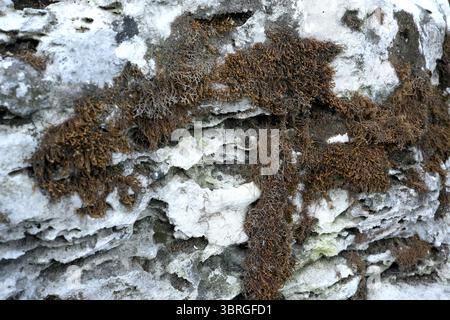 Unique patterns emerge from dense moss on rugged stone surfaces. Stock Photo