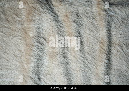 Soft and textured surface reveals gentle variations in color and pattern. Stock Photo