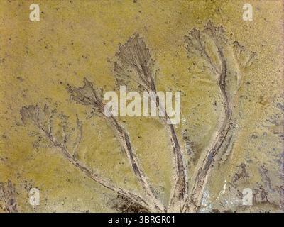 The peculiarly shaped 