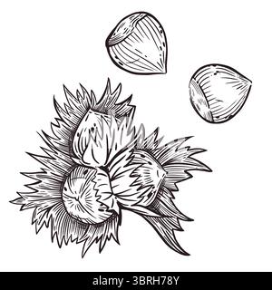 A set of vector illustrations. Hazelnut, hazelnut, hazelnut, all illustrations are hand-drawn in vector. The illustration is suitable for printing on Stock Vector