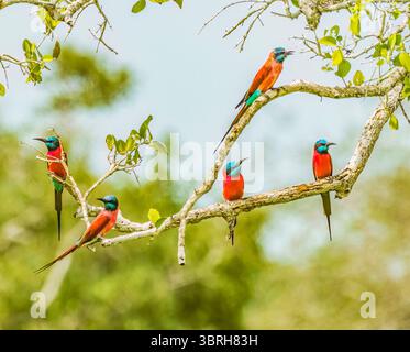 Northern Carmine Bee-eater Stock Photo