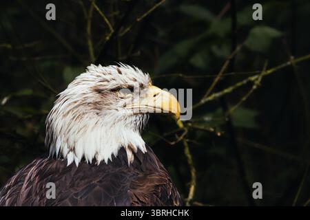 portrait of a bald eagle Stock Photo
