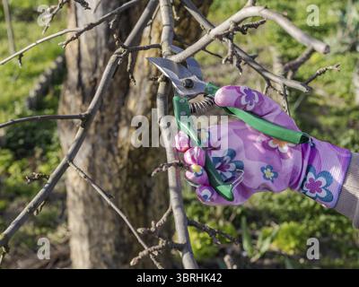 Farmer looks after the garden. Spring pruning of fruit trees. Woman with a pruner shears the apple tree Stock Photo