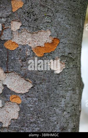 Weathered tree's peeling bark reveals various colors and textures in inner bark and cambium, creating a collage of grey and orange hues on the trunk. Stock Photo