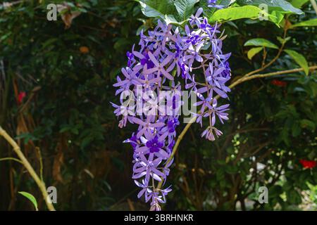 Bunch of blooming Purple Wreath flowers or Sand Paper Vine flowers in the vine Stock Photo
