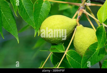 Closeup of two large walnuts still growing on the tree and yellow and green but too young to harvest. Stock Photo