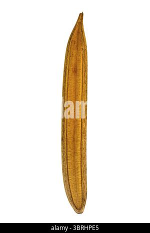 Texture of single dry inner tree pod isolated on white background with clipping path. Vertical format Stock Photo