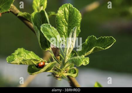 Red ladybug on a leaf of the apple tree with green grass on the background Stock Photo