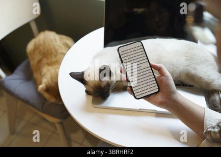 Woman working on phone from home with cat. cat asleep on the laptop keyboard. assistant cat working at Laptop Stock Photo