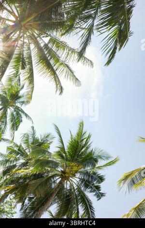 A bright and uplifting view looking up at coconut palm trees with sunlight streaming through the leaves against a clear tropical Palawan summer sky Stock Photo