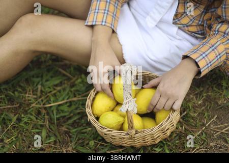 Fresh yellow ripe lemons on tree. Growing Lemon with Basket full of lemon in farm Stock Photo
