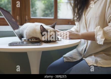 Woman working from home with cat. cat asleep on the laptop keyboard. assistant cat working at Laptop Stock Photo