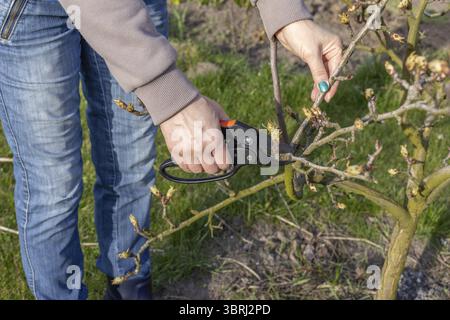 Farmer looks after the garden. Spring pruning of fruit trees. Woman with a pruner shears the pear tree Stock Photo