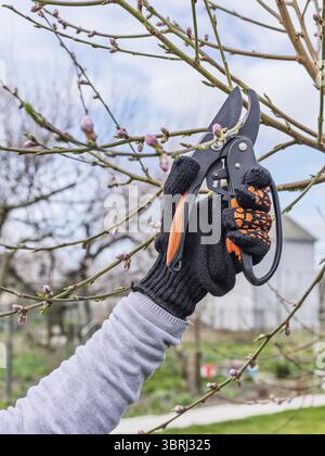 Gardener looks after the garden. Spring pruning of fruit trees. Woman with a pruner shears the peach Stock Photo