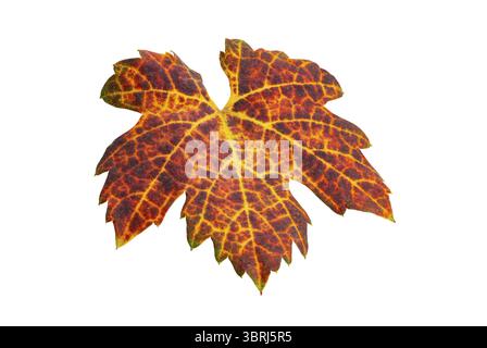 High angle view of single colorful dry grape leaf isolated on white background with clipping path Stock Photo