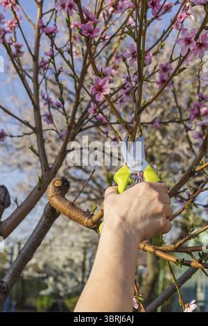 Gardener looks after the garden. Spring pruning of fruit trees. Woman with a pruner shears the nectarine Stock Photo