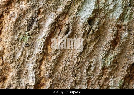 Surface texture of Mangifera indica or Mango tree stem in tropical botanical garden in Thailand, background Stock Photo