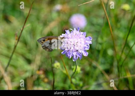 Maniola jurtina or Meadow brown butterfy, feeding on light mauve summer flowers of field scabious, Knautia arvensis UK July Stock Photo