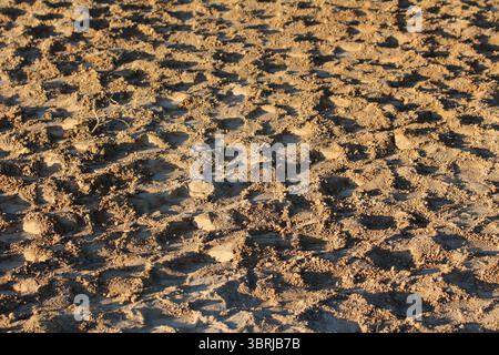 A close-up of parched soil reveals a dense network of irregular cracks and clods, a classic sign of desiccation and drought stress in heavy clay-rich Stock Photo