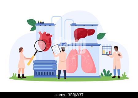3D printing, biological growing and analysis of human organs for transplantation in surgery. Tiny people research heart, lungs and liver in lab tube with magnifying glass cartoon vector illustration Stock Vector