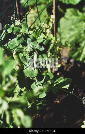 Lifestyle image of homegrown peas in dappled light Stock Photo