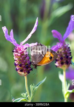 Spanish Gatekeeper  Butterfly Pyronia tithonus  in the Spanish countryside at Riaza in central Spain Stock Photo