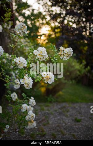 Vertical image of magic garden.  Roses Helenae. Bokeh. Stock Photo
