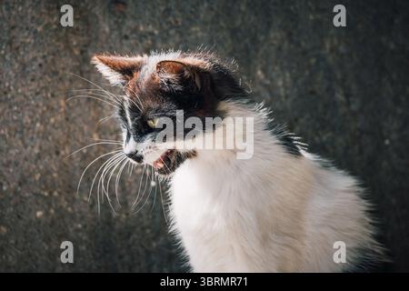 Portrait featuring a black and white cat meowing, showcasing its expressive face with a blurred background enhancing the focus on its features Stock Photo
