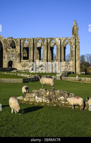 Picturesque scenic sunlit monastic Bolton Abbey ruins (ancient monument in beautiful setting, chancel view from south) - Yorkshire Dales, England, UK. Stock Photo