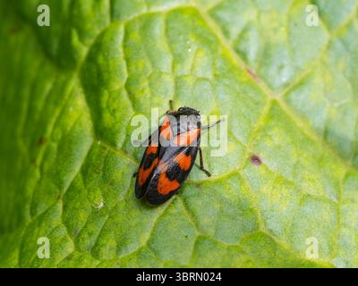 Cercopis vulnerata, known as the black-and-red froghopper or red-and-black froghopper. Stock Photo