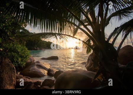 A palm tree stands silhouetted against a golden sunset over the calm sea with large granite rocks at Anse Lazio beach in Seychelles. Stock Photo