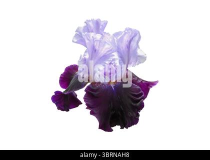 Bearded iris flower head with lilac standards and deep purple falls isolated on white background. Elegant floral close-up ideal for botanical design, Stock Photo
