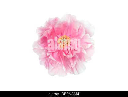 Pink tree peony flower with layered petals isolated on a white background. Perfect for botanical designs, floral decor, packaging, wedding themes, nat Stock Photo