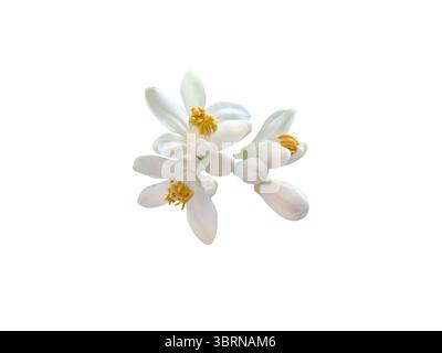 Orange tree flowers and buds bunch isolated on white background. Citrus sinensis flowering plant. White bloom with yellow stamens. Beautiful neroli bl Stock Photo