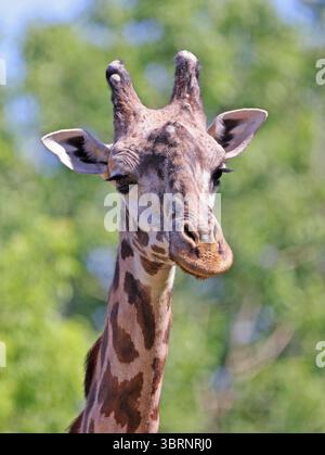 Giraffe male head on a green background Stock Photo