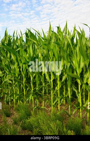Field corn growing in summer on farm field with green stalks Stock Photo