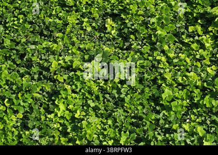 green leaves background, Pocitelj, Bosnia and Herzegovina Stock Photo