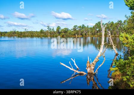 Old dead tree in a lake by the woodland Stock Photo