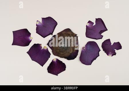 dried and pressed red rose and red rose petals scatted on a pastel pink background, rose petals border Stock Photo