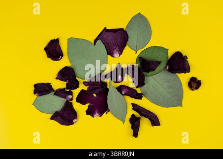 Dried leaves and petals isolated on yellow background Stock Photo