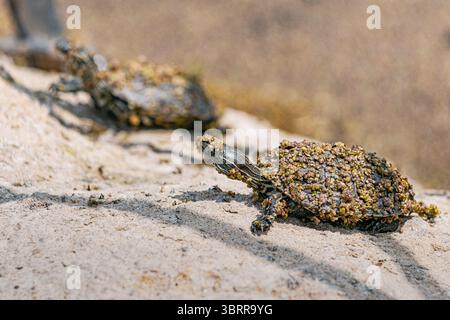 Two baby turtles, covered in duckweed, bask on a warm rock while leaving the water, embracing the sunlight in their natural habitat Stock Photo